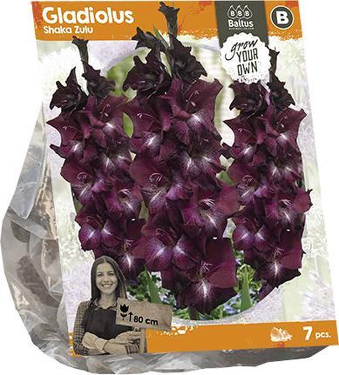 Gladiolus Shaka Zulu (SP) per 7 | zomerbloeier | paars