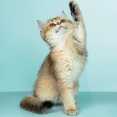 Cadeautip! Plexiglas schilderij - Kat - katten - 100 x 100 cm - Day & Night - luxe ophangsysteem