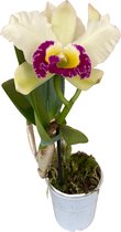 Cattleya Blc. Pathum Green - Orchidee