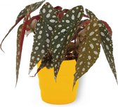 Kamerplant Begonia Maculata – Stippenbegonia - ± 20cm hoogte – 12 cm diameter - in gele pot