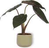 Kamerplant Alocasia Wentii - Olifantsoor - ± 30cm hoog – 12cm diameter - in groene sierpot