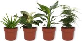 Set van 4 Kamerplanten - Aloe Vera & Asparagus Plumosus & Philodendron White Wave & Strelitzia Reginae  - ± 25cm hoog - 12cm diameter