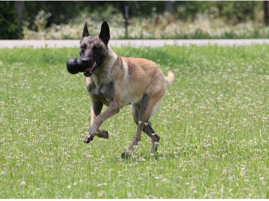 Kong Extreme - Jouet pour chien - Noir - XL