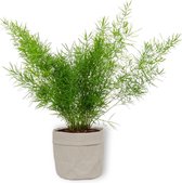 Kamerplant Asparagus Sprengeri – Sierasperge - 25± cm hoog – 12 cm diameter - in grijze sierzak