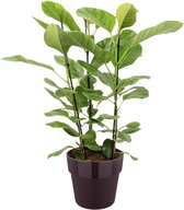 Ficus Altissima In ELHO Sierpot (paars) - Vers Van De Kweker - ↨ 105cm - ⌀ 27cm - [Mama's Planten]