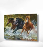 Painting Expert® Schilderen op nummer Volwassenen - Schilderen op nummer Kinderen - Paarden in Zee - 40x50cm - Exclusief Lijst (24 kleurtjes)