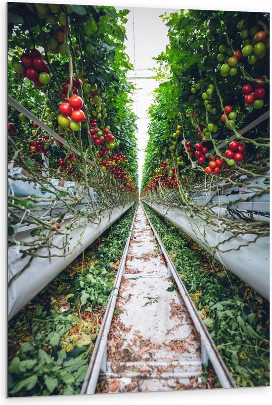 Dibond - Tussen de Tomatenplanten - 80x120cm Foto op Aluminium (Met Ophangsysteem)