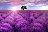 Tuinposter - Lavendelveld bij zonsopkomst - omgezoomde rand - 120x80cm