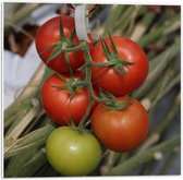 Forex - Tomaten aan Plant - 50x50cm Foto op Forex