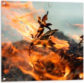 Tuinposter – Brandende Bladeren aan Takken - 80x80cm Foto op Tuinposter  (wanddecoratie voor buiten en binnen)