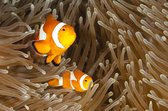 Tuinposter - Dieren - Wildlife / Clownfish / Nemo in beige / wit / zwart / oranje - 80 x 120 cm.