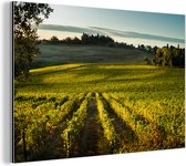 Un vignoble près de la Toscane Sienne Aluminium 90x60 cm - Tirage photo sur aluminium (décoration murale en métal)