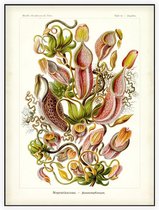 Nepenthes - Nepenthaceae (Kunstformen der Natur), Ernst Haeckel - Foto op Akoestisch paneel - 120 x 160 cm