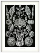 Lepas - Cirripedia (Kunstformen der Natur), Ernst Haeckel - Foto op Akoestisch paneel - 60 x 80 cm