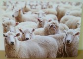 ( set van 4 ) Harde placemats - placemats met kurk achterkant - Motief schapen - 40 X 30 CM
