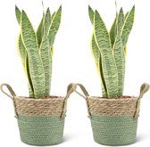 We Love Plants - Sansevieria Laurentii + Mand Bram - 2 stuks - 40 cm hoog - Vrouwentong