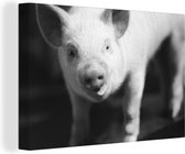 Canvas Schilderij Close-up van een varken - zwart-wit - 120x80 cm - Wanddecoratie