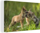 Peintures sur Toile Loup - Herbe - Cub - 150x100 cm - Décoration murale