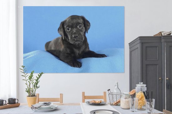 Tableau sur toile Chiot Labrador sur couverture bleue - 150x100 cm - Décoration murale
