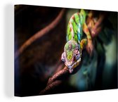 Petit caméléon sur une toile de branche 2cm 30x20 cm - petit - Tirage photo sur toile (Décoration murale salon / chambre) / Animaux sauvages Peintures sur toile