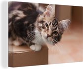 Peintures sur toile - Chat qui demande - 150x100 cm - Art Décoration murale