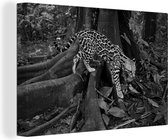 Ocelot dans la jungle du Costa Rica en toile noir et blanc 2cm 120x80 cm - impression photo sur toile peinture (Décoration murale salon / chambre à coucher) / Animaux sauvages Peintures Toile