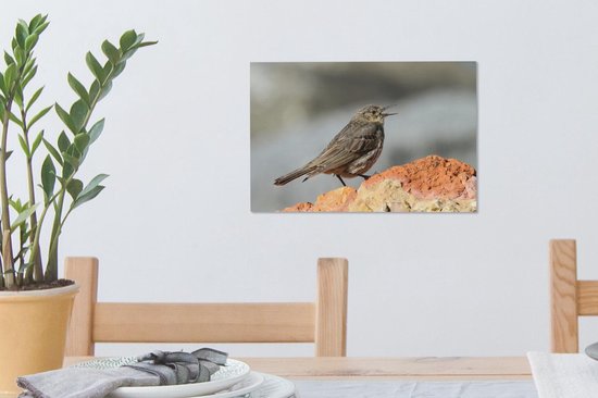 A chantant Pipit Toile 30x20 cm - petit - Tirage photo sur toile (Décoration murale salon / chambre)