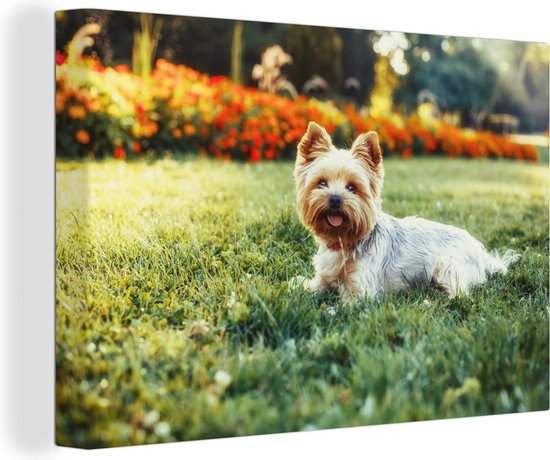 Canvas Schilderij Schattige Yorkshire Terrier ligt lekker in het groene gras - 60x40 cm - Wanddecoratie