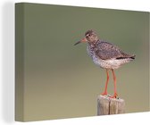 Redshank pendant le coucher du soleil Toile 140x90 cm - Tirage photo sur toile (Décoration murale salon / chambre)