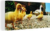 Panorama d'un canard aux canetons Toile 40x20 cm - Tirage photo sur toile (Décoration murale salon / chambre)