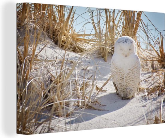 Snowy Owl dort sur la plage à New York Toile 90x60 cm - Tirage photo sur toile (Décoration murale salon / chambre)