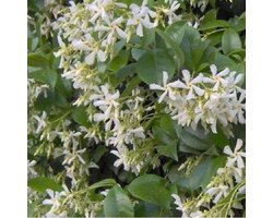 Trachelospermum Jasminoides - Sterjasmijn 30-40 cm pot - Een betoverende Italiaanse Jasmijn voor je tuin