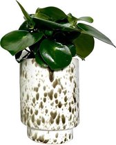Gevlekte pot met groen, wit, beige Ø12 cm | 1 stuk | Cheetah print trend | Bloempot op voet | Bloempotten, binnenpot, bloempot kamerplant