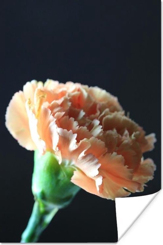 Affiche Une fleur d'oeillet orange - 60x90 cm | bol.com