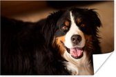 Berner regarde dans l'appareil photo Poster 90x60 cm - Tirage photo sur Poster (décoration murale salon / chambre) / Poster Animaux domestiques