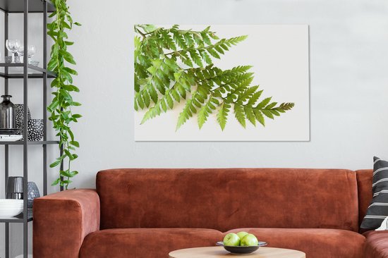 Feuille verte d'une fougère sur fond blanc 120x80 cm - Tirage photo sur toile (Décoration murale salon / chambre)