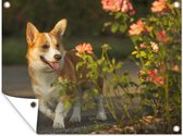 Tuinposter - Tuindoek - Tuinposters buiten - Hond - Rozen - Struik - 120x90 cm - Tuin