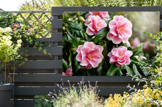 Camélia en pleine floraison 120x80 cm
