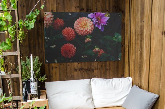 Dahlias avec différentes couleurs d'affiche de jardin en vrac