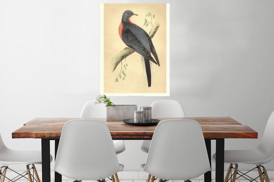 Affiche ancienne pigeon imprimé oiseau 60x80 cm - Tirage photo sur affiche (décoration murale salon / chambre)