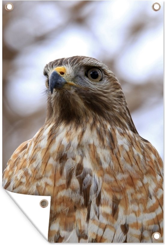 Un gros plan d'un poster de jardin Buzzard 40x60 cm - petit - Toile de jardin / Toile d'extérieur / Peintures d'extérieur (décoration de jardin)