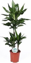 Kamerplant van Botanicly – Drakenboom – Hoogte: 115 cm – Dracaena fragr. Janet Lind