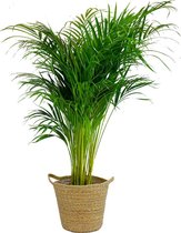 Kamerplant van Botanicly – Goudspalm in zeegras pot als set – Hoogte: 120 cm – Dypsis lutescens