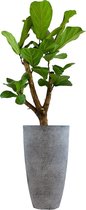 Kamerplant van Botanicly – Vioolplant  in grijs plastic pot als set – Hoogte: 110 cm – Ficus Lyrata