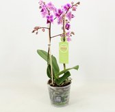 Orchidee van Botanicly – Vlinder orchidee – Hoogte: 50 cm, 1 tak – Phalaenopsis multiflora Pixie
