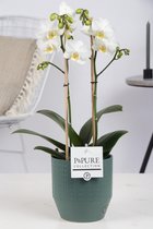 Orchidee van Botanicly – Vlinder orchidee in groen keramiek pot 'Eline' als set – Hoogte: 40 cm, 1 tak – Phalaenopsis multiflora