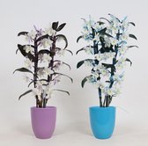 Orchideeën van Botanicly – 2 × Bamboe Orchidee incl. sierpot violet als set – Hoogte: 45 cm, 1 tak – Dendrobium nobile Star Class