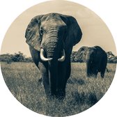 Muurcirkel Olifant No2  - buiten en binnen - dieren - tuindecoratie - Ø 50 cm