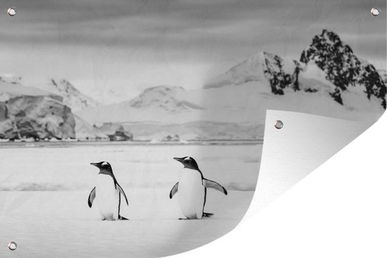 Tuinposter - Tuindoek - Tuinposters buiten - Pinguïn - Sneeuw - zwart wit - 120x80 cm - Tuin