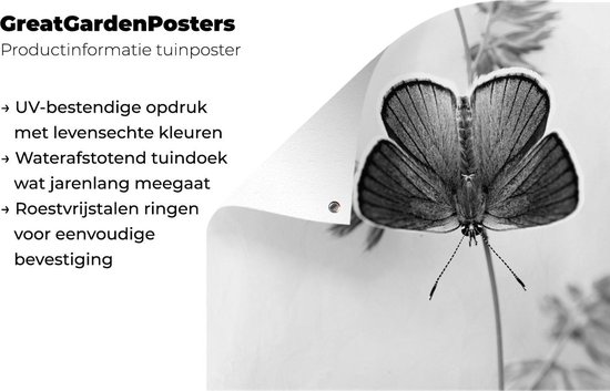 Affiche jardin - Toile jardin - Posters de jardin extérieur - Papillon bleu - noir et blanc - 120x80 cm - Jardin